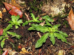 Stenoglottis