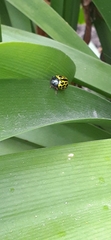 Calligrapha polyspila