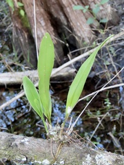 Polystachya concreta