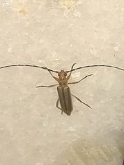 Limernaea aurivillii