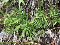 Dichanthelium implicatum