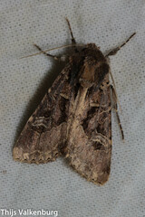 Trigonophora jodea