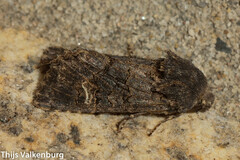 Aporophyla chioleuca