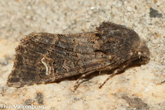 Aporophyla chioleuca