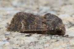 Aporophyla chioleuca