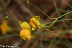 Linaria spartea