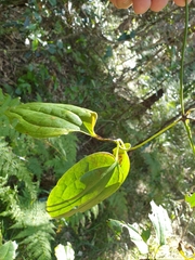 Clematis glycinoides
