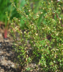 Galium porrigens