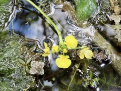 Utricularia foliosa