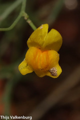 Linaria spartea