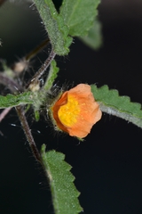Sida neomexicana