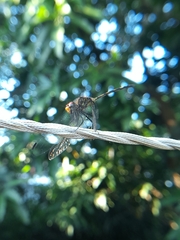 Dythemis sterilis