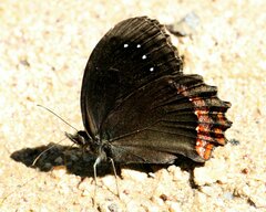 Gyrocheilus patrobas