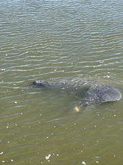 Trichechus manatus