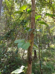 Clematis glycinoides