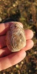Truncilla truncata