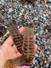 Laminariaceae