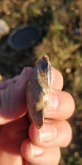 Truncilla truncata
