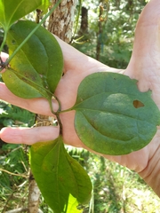 Clematis glycinoides