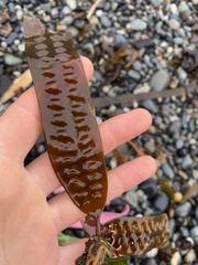 Laminariaceae