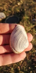 Truncilla truncata