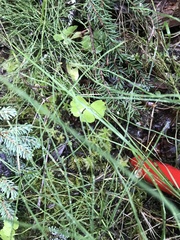 Ranunculus lapponicus
