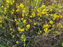 Hibbertia calycina