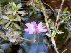 Utricularia purpurea