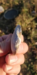 Truncilla truncata