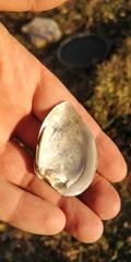 Truncilla truncata