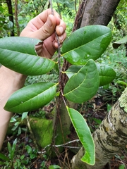 Ottoschulzia rhodoxylon