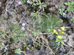 Utricularia purpurea