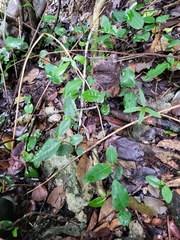 Ottoschulzia rhodoxylon