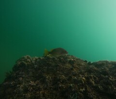 Lutjanus argentiventris