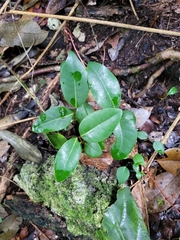 Ottoschulzia rhodoxylon