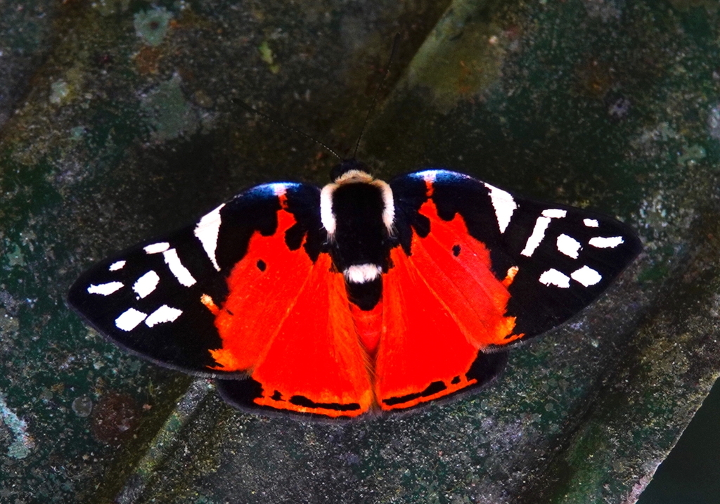 Symmachia rubina