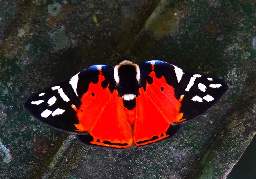 Mariposa festiva