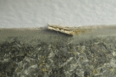 Erechthias fulguritella