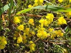 Hibbertia calycina