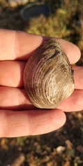 Truncilla truncata
