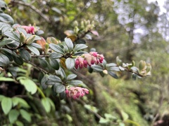 Vaccinium nummularia