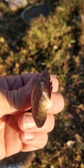 Truncilla truncata