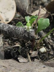 Viola cleistogamoides