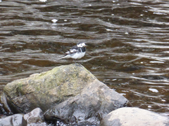 Motacilla alba yarrellii