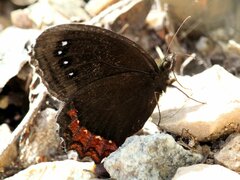 Gyrocheilus patrobas