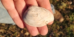 Truncilla truncata
