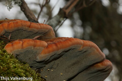 Inonotus