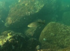 Lutjanus novemfasciatus