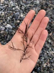 Desmarestia aculeata