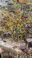 Thuidium delicatulum